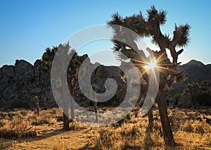 Sun Flare through Joshua Tree and Rock Formations in Joshua Tree National Park, California