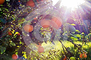 Sun flare in an Orange grove