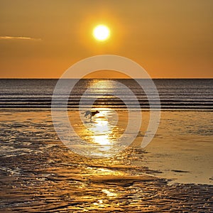 Sun Flare Sun Ray with Dog on the Beach