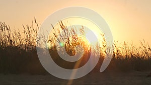 Sun flare, sun is setting behind grass, golden hour, Slow Motion footage