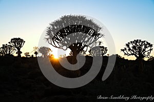 Sun flare at sunset through Quiver Tree Forest in silhouette Keetsmanshoop