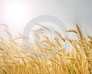 Sun flare on wheat field