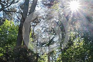 Sun flare in woodland