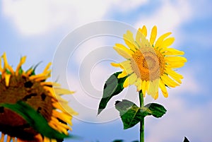 Sun flower