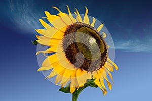 Sun flower