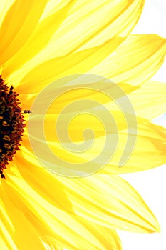 Slunce květina 