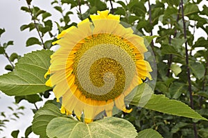 The sun flower