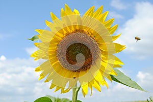 Sun flower