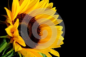 Sun Flower