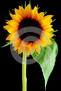 Sun Flower