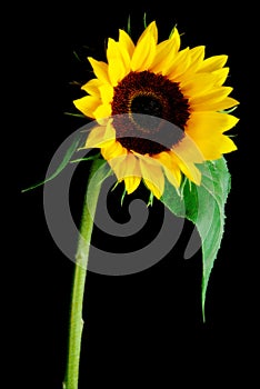 Sun Flower