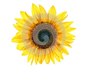 Il sole fiore 