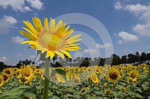 SUN FLOWER