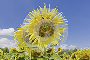 Sun flower.