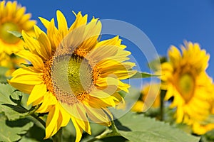 Sun Flower