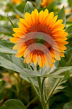 Sun-flower