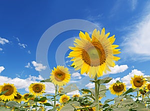 Sun flower against a blue sky