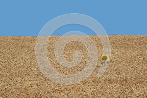 Sun flower alone in a wheat field