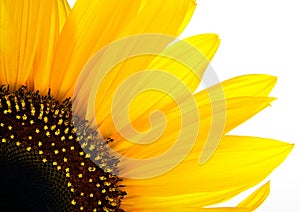 Sun flower background photo
