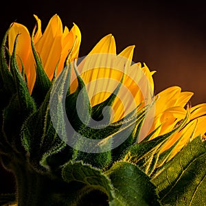 Sun flower