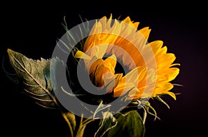 Sun flower 3