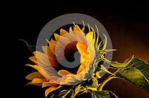 Sun flower 2