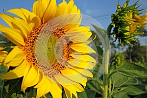 Sun flower and bee