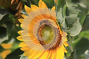 Sun Flower & Bee Detail Close up Plant nature