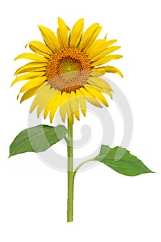 Sun flower blooming