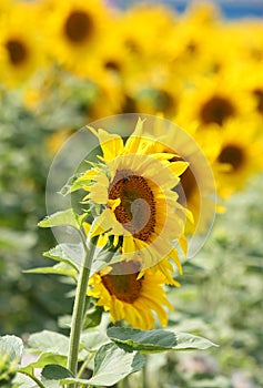 Sun flower blossom on the field