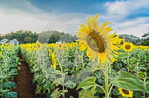 Sun Flower Blossom Season at Lopburi Province