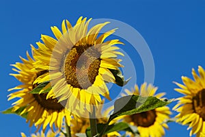 Sun Flower blue Sky
