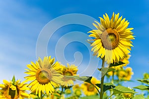 Sun flower and blue sky