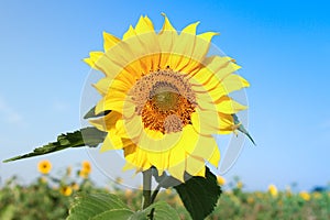 Sun flower with blue sky