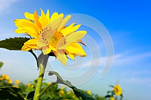 Sun flower with blue sky