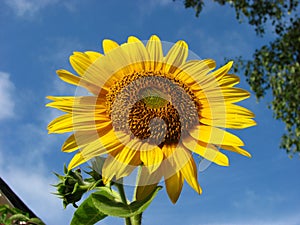 Sun Flower with blue sky background