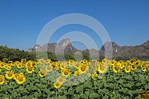 Sun flower and blue sky with white cloud background.A yellow flower in fields.