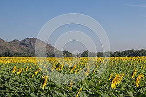 Sun flower and blue sky with white cloud background.A yellow flower in fields.