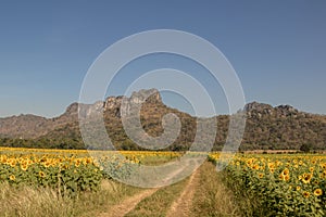 Sun flower and blue sky with white cloud background.A yellow flower in fields.