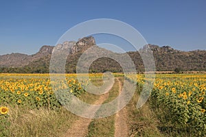 Sun flower and blue sky with white cloud background.A yellow flower in fields.