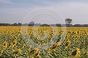 Sun flower and blue sky with white cloud background.A yellow flower in fields.