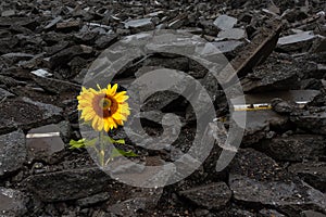 Sun Flower Breaking Through