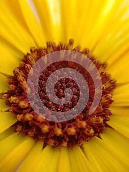 sun flower cloesup shoot