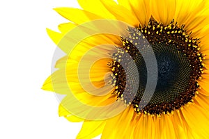Sun flower closeup