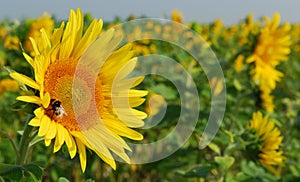 Sun Flower closeup