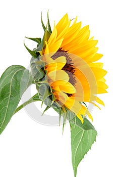 Sun Flower Collection