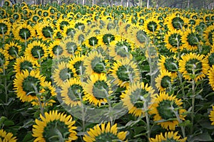 Sun flower cultivation, North India photo