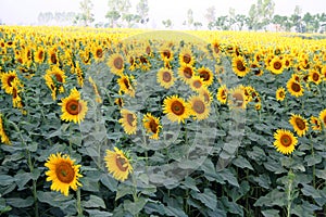 Sun flower cultivation, North India photo