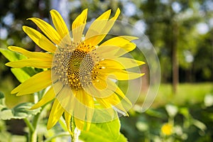 The sun flower day light