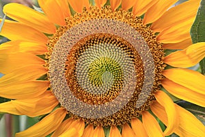 Sun Flower Detail Close up Plant nature
